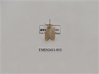 藏品(灰雙線刺蛾)的圖片